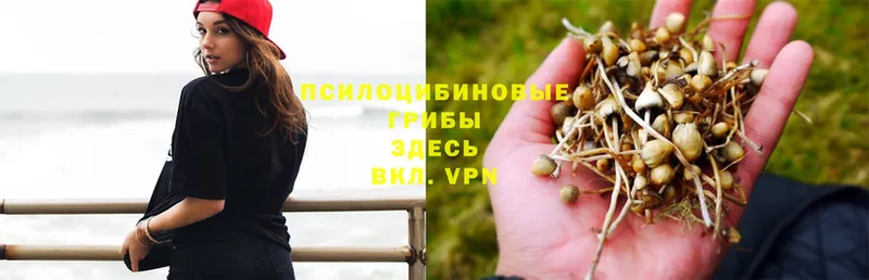 Псилоцибиновые грибы GOLDEN TEACHER  Байкальск 